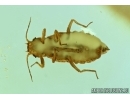 Rare APHID. Fossil insect in Baltic amber #6125