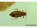 Rare APHID. Fossil insect in Baltic amber #6125