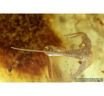 DIPLURA, Extremely Rare Two-Pronged Bristletail and Ground beetle, Carabidae. Fossil insects in BALTIC AMBER #6128