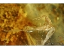 DIPLURA, Extremely Rare Two-Pronged Bristletail and Ground beetle, Carabidae. Fossil insects in BALTIC AMBER #6128
