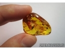 Nice Flower and More.. Fossil inclusions in Baltic amber #6129