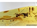 EXTREMELY RARE ADULT, WINGED ASSASSIN BUG, REDUVIIDAE. Fossil insect in Baltic amber #6131