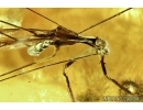 EXTREMELY RARE ADULT, WINGED ASSASSIN BUG, REDUVIIDAE. Fossil insect in Baltic amber #6131
