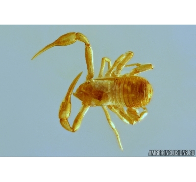 PSEUDOSCORPION, BEETLE (Anthicidae) and WASP. Fossil inclusions in Baltic amber #6144