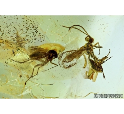 Ichneumonidae, Wasp and Gnat. Fossil inclusions in Baltic amber #6145