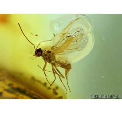 Hymenoptera, Wasp. Fossil inclusion in Baltic amber #6146