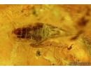 Hymenoptera, Many Ants, Spider, Cicada and More. Fossil insects in Big Baltic amber #6148