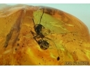 Hymenoptera, Many Ants, Spider, Cicada and More. Fossil insects in Big Baltic amber #6148