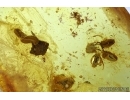 OAK FLOWERS and MORE. Fossil inclusions in Baltic amber #6152