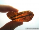Two Big PINACEAE very rare Pine Spines Needles. Fossil inclusions in Baltic amber #6153