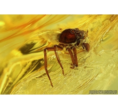 Salticidae, Jumping Spider in Baltic amber #6155