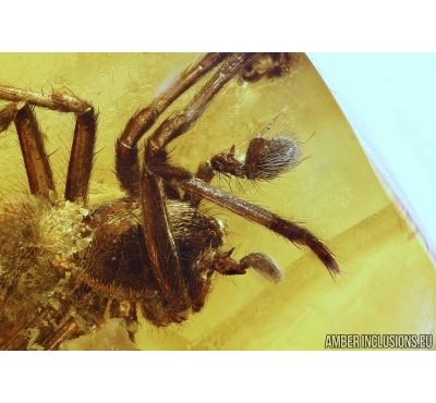 Spider  with different pedipalps! Fossil inclusion in Baltic amber #6157
