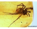 Spider  with different pedipalps! Fossil inclusion in Baltic amber #6157
