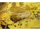 Blattaria, Cockroach, Cicada, Gnat and More. Fossil insects in Baltic amber #6158