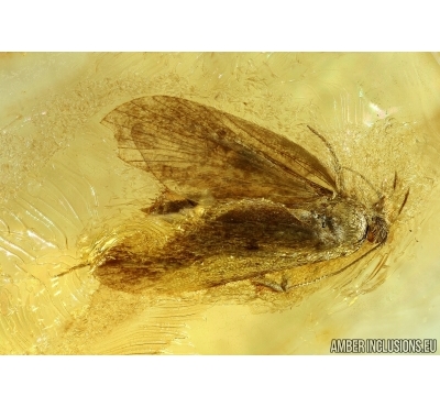 Lepidoptera, Moth. Fossil insect in Baltic amber #6160