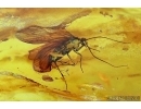 Three Big Caddisflies, Trichoptera. Fossil insects in Baltic amber #6161