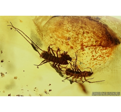Three Rare House Centipedes, Scutigeridae. Fossil inclusions in Baltic amber #6162