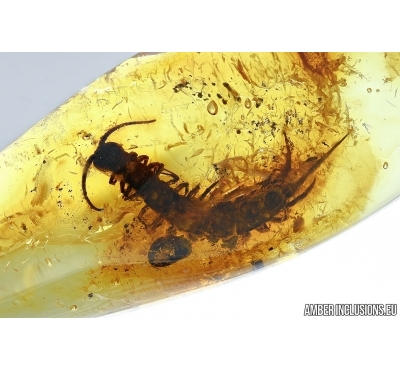 LITHOBIIDAE, BIG 14mm STONE CENTIPEDE. Fossil insect in Baltic amber #6163