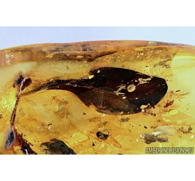 BIG LEAF, NICE FLOWER, BEETLES and MORE. Fossil inclusions in Baltic amber #6164
