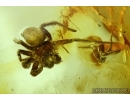 Cicada, Carabidae, Spider and More. Fossil inclusions in Big Baltic amber stone #6169