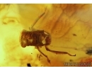 Cicada, Carabidae, Spider and More. Fossil inclusions in Big Baltic amber stone #6169