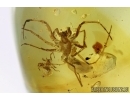 Two Spiders, Araneae. Fossil inclusions in Baltic amber #6171