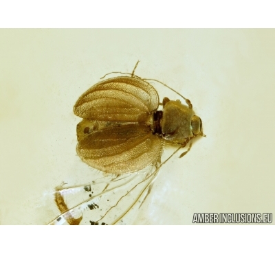 PSOCOPTERA, SPHAEROPSOCIDAE, PSOCID and MORE. Fossil insect in BALTIC AMBER #6173