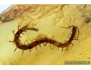 Myriapoda, Scolopendridae. Fossil inclusion in Baltic amber #6175