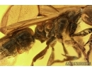 Rare Winged Ant Ponerinae, Pachycondyla with Three Mites. Fossil insects in Baltic amber #6178