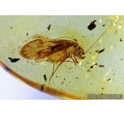 PSOCOPTERA, PSOCID. Fossil insect in Baltic amber #6184