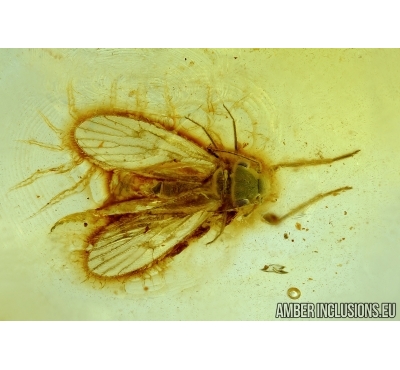 RARE PSOCOPTERA, PSOCID. Fossil insect in Baltic amber #6185