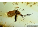 THYSANOPTERA, THRIPS and GNAT. Fossil insects in Baltic amber #6186
