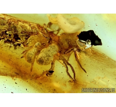 Araneae, Spider. Fossil inclusion in Baltic amber #6187