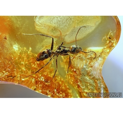Hymenoptera, Very Nice Ant. Fossil insect in Baltic amber #6188