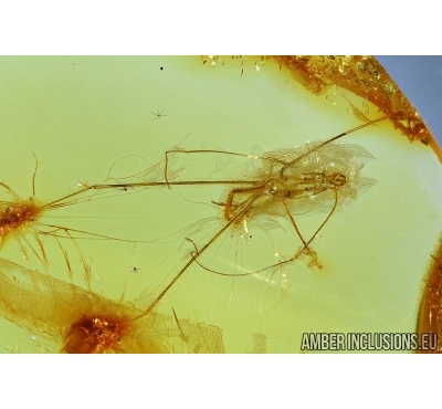 REDUVIIDAE, Rare Assassin Bug Nymph (exuvia). Fossil inclusion in BALTIC AMBER #6190