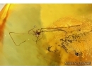 Harvestman, Opiliones. Fossil inclusion in Baltic amber #6191