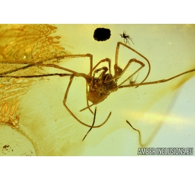 Harvestman, Opiliones. Fossil inclusion in Baltic amber #6191