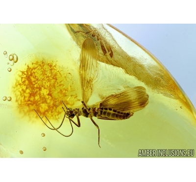 Plecoptera, stonefly. Fossil insect in Baltic amber #6192