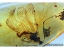 VERY RARE SCORPIONFLY, MECOPTERA, PANORPADIDAE. Fossil insect in BALTIC AMBER #6193