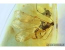 VERY RARE SCORPIONFLY, MECOPTERA, PANORPADIDAE. Fossil insect in BALTIC AMBER #6193