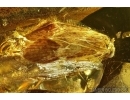Trichoptera, Caddisfly. Fossil insect in Baltic amber #6195