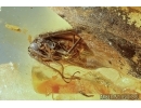 Trichoptera, Caddisfly. Fossil insect in Baltic amber #6195