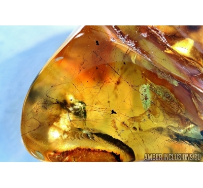Araneae, Spider Web. Fossil inclusion in Baltic amber #6198