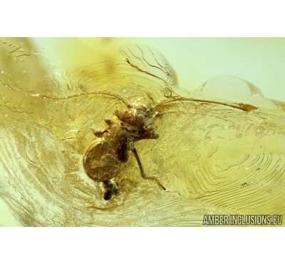 PSOCOPTERA, PSOCID. Fossil insect in Baltic amber #6199