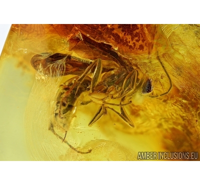 Hymenoptera, Wasp. Fossil inclusion in Baltic amber #6201