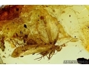 Lepidoptera, Moth. Fossil insect in Baltic amber #6202