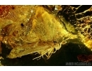 Lepidoptera, Moth. Fossil insect in Baltic amber #6202