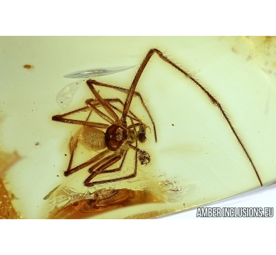 Araneae, Spider. Fossil inclusion in Baltic amber #6203