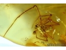 Araneae, Spider. Fossil inclusion in Baltic amber #6203