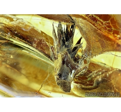 Nice Plant in Spider Web. Fossil inclusion in Baltic amber #6204